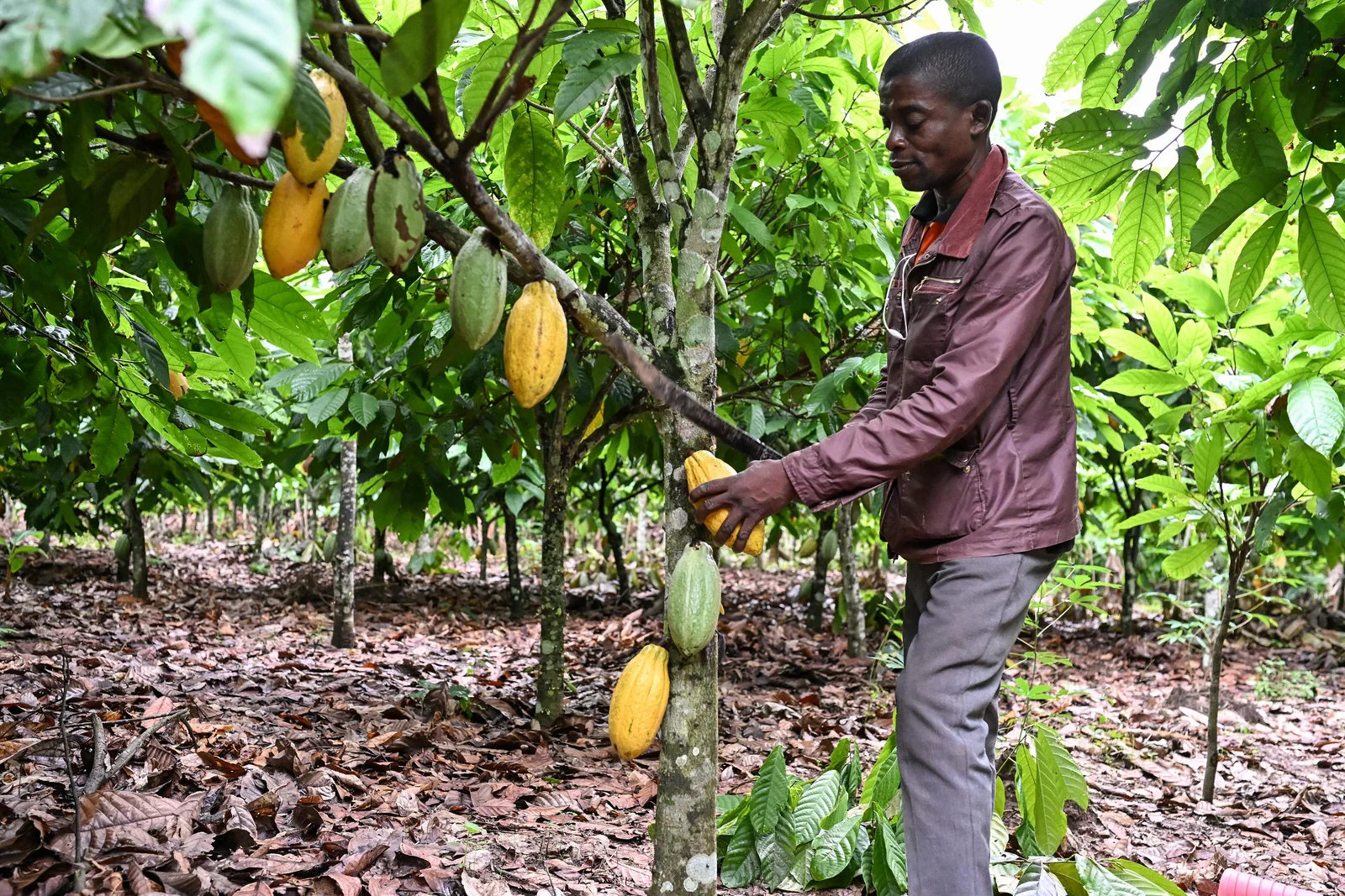 Chocolate: Behind Brown Gold